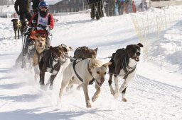 Lenk 2012 SM